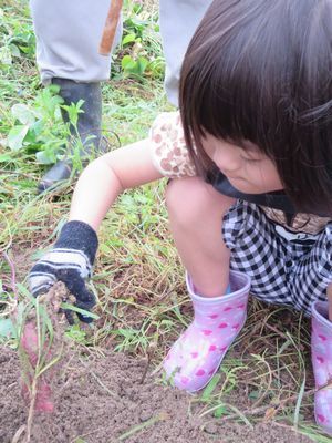 芋ほり会