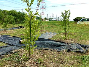 ブルーベリーの木