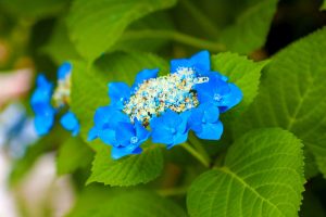 青いアジサイの花