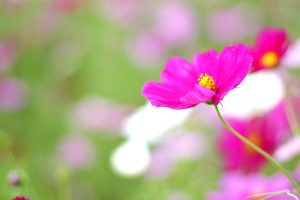 コスモスの花