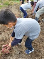 愛知池いもほり