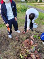 はるきさつまいも掘り③jpg