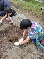 愛知池いもほり③