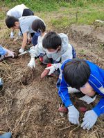 愛知池いもほり④