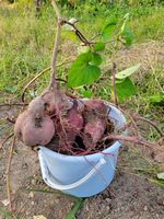 はるきさつまいも掘り②