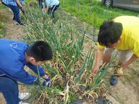 20230526ひだまり畑➁