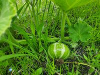 20230601ひだまり畑⑤