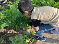 じゃがいもにんじん掘