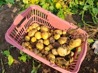 じゃがいもにんじん⑥