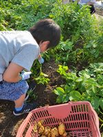 じゃがいもにんじん⑤