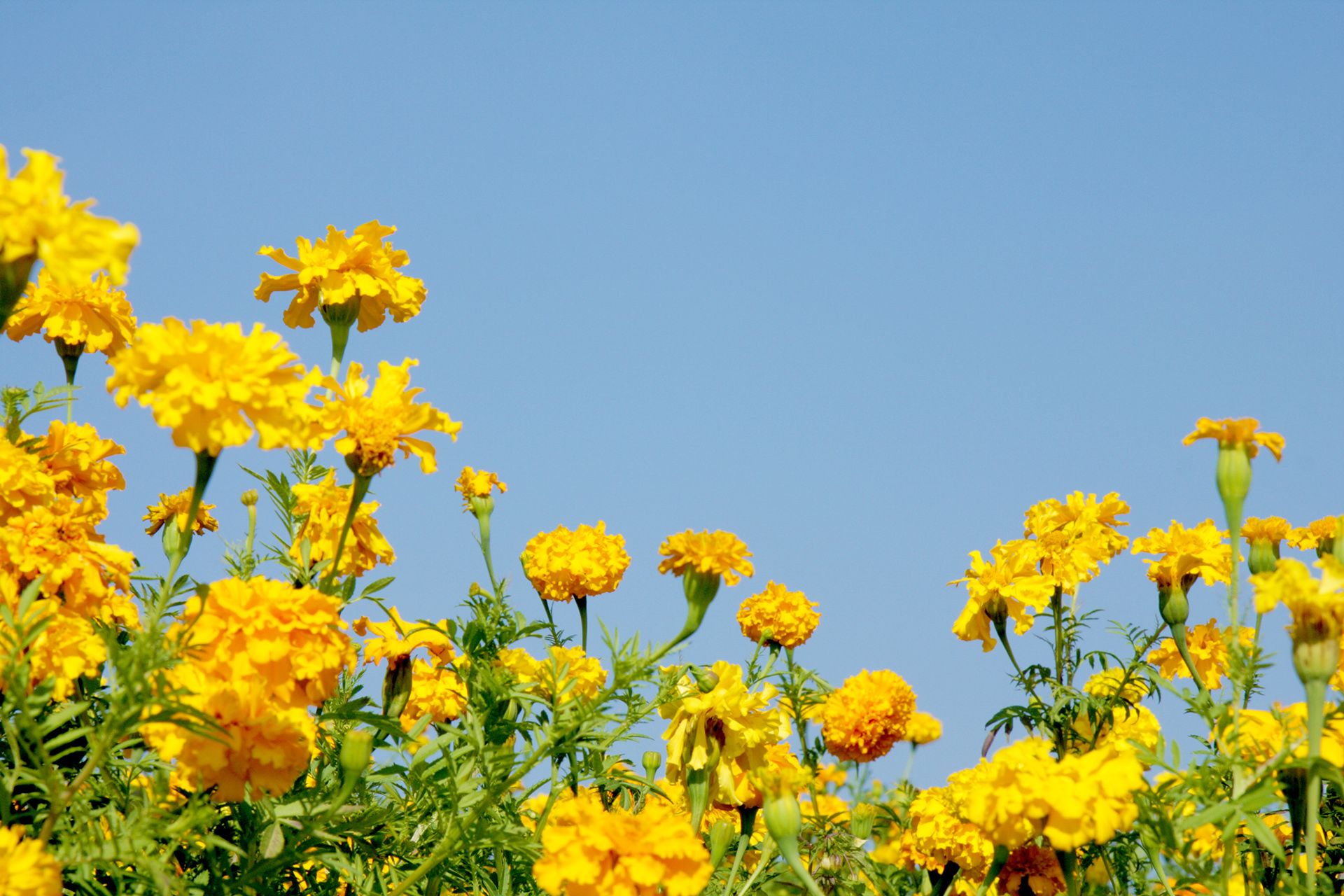 「農業×福祉」の可能性