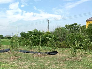 植樹したブルーベリーの木々